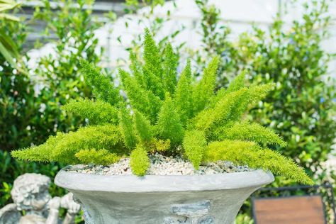 The 17 Best Plants to Grow in Zone 9a (20 to 25 °F/-6.7 to -3.9 °C) East Facing Garden, Fern Care, Foxtail Fern, Quick And Easy Food, Ferns Care, Gardening Pots, Florida Landscaping, Florida Garden, Plant Zones