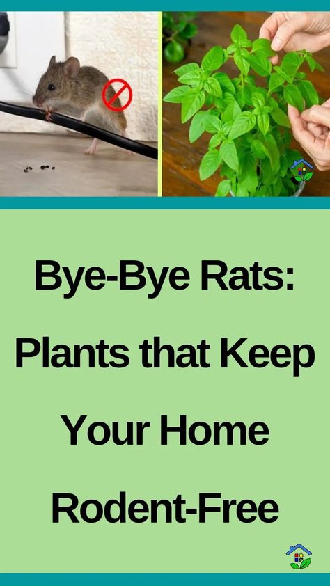 Rats are trying to move in on your turf? Let’s show them who’s the boss with these rodent-repelling plants. Dealing with rodents that invade your house looking for food can sometimes be a real pain in the tail. Luckily for you, there are some easy ways to keep those nosy creatures away from you. Whether […] Rat Proof Garden, Rat Deterrent, Natural Rat Repellent, How To Deter Mice, Rat Infestation, Rat Repellent, Getting Rid Of Rats, Rat House, Garden Pottery