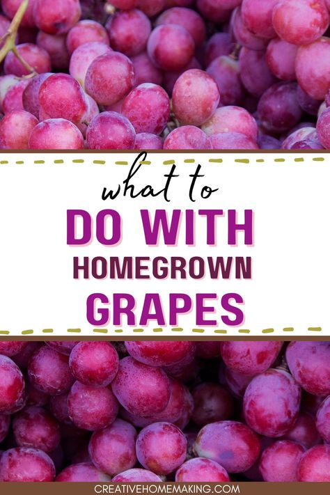 Got a bumper crop of homegrown grapes? Don't let them go to waste! From homemade grape juice and jelly to salads, desserts, and even savory dishes, there are plenty of creative ways to use your harvest. Check out these tasty ideas and recipes for inspiration on how to make the most of your homegrown grapes. Whether you have a few vines or a whole vineyard, you're sure to find something delicious to do with your grapes! Homemade Grape Juice, Homemade Grape Jelly, Grapes Fruit, How To Make Jelly, Grape Recipes, Homemade Jelly, Grape Jelly, Let Them Go, Growing Grapes