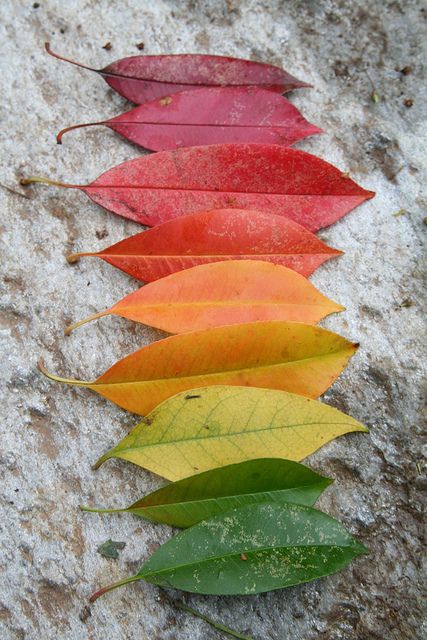 leaf rainbow...great activity for the kids this fall!  Would make a great art project to collect and then do something with. Fall Inspiration, Foto Tips, Colorful Leaves, Over The Rainbow, Land Art, On The Ground, Pics Art, Nature Beauty, Kids Crafts