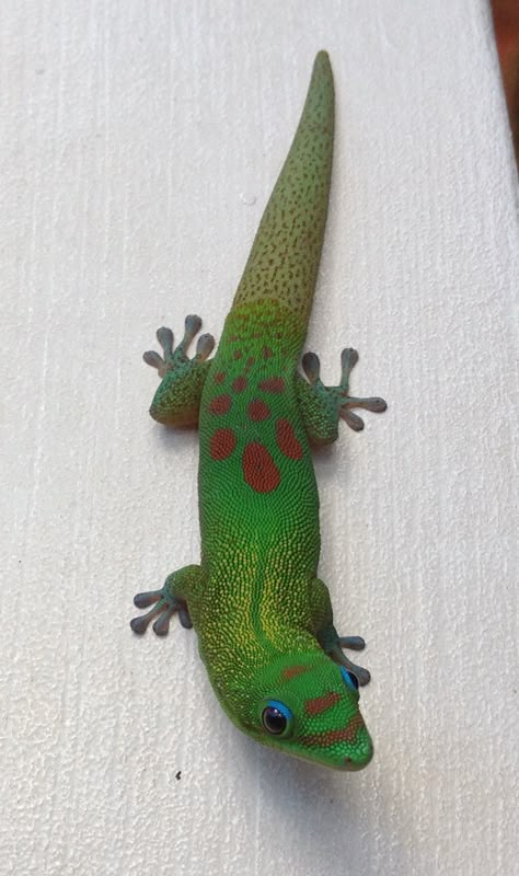 Lizards Cute, Cool Lizards, Colorful Reptiles, Gecko Photography, Reptile Aesthetic, Reptile Reference, Pet Gecko, Day Gecko, Montgomery Gator