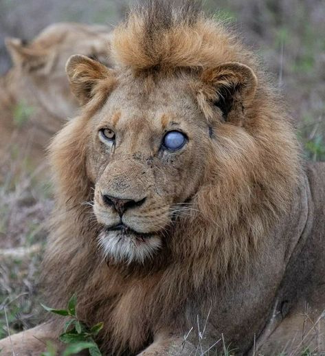 Lion Eating, Lion Aesthetic, Blind In One Eye, Eye Injury, Eye Scar, Crows Drawing, Lion Eyes, 3 Brothers, Largest Lion