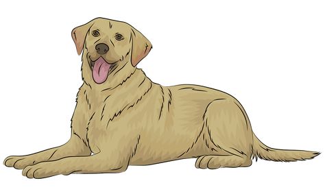 Labrador Drawing Cartoon, Yellow Lab Drawing, Labrador Drawing, Lab Drawing, Golden Retriever Cartoon, Dog Illustration Art, Clip Art Library, Yellow Labrador, Custom Family Portrait