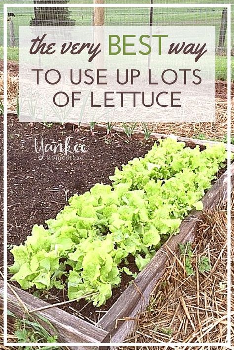 Lettuce Soup, How To Harvest Lettuce, Lettuce Recipes, Breakfast Salad, Lettuce Salad, Organic Gardening Tips, Garden Recipes, Stir Fries, What To Make