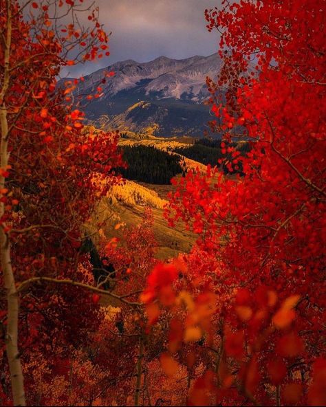 Colorado collection 🍁🍂 🇺🇸Follow 👉 @visit.the.america 👈 for more amazing travel destinations. 📸 @connography_ | Instagram All The Leaves Are Brown, I Love Autumn, Rustic Pumpkin, Trees And Flowers, Autumn Decorating, Love Autumn, Crested Butte, Red Leaves, Autumn Scenery