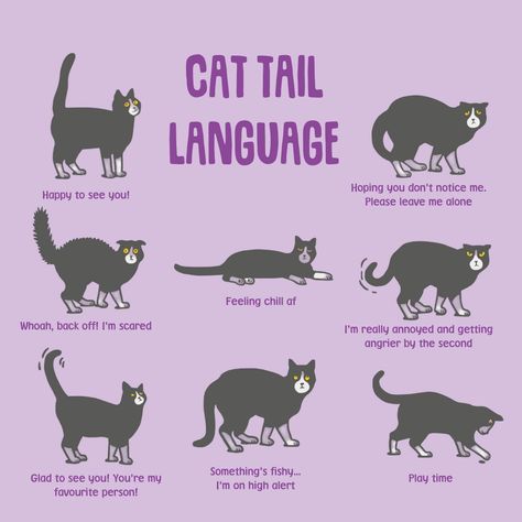 #CAT TAIL #CAT FACTS Cat Personality Types, Penelope Boots, Cat Tail Meaning, Cat Tail Language, Cat Body Language, Cat Advice, Cat Proofing, Cat Anatomy, Long Cat