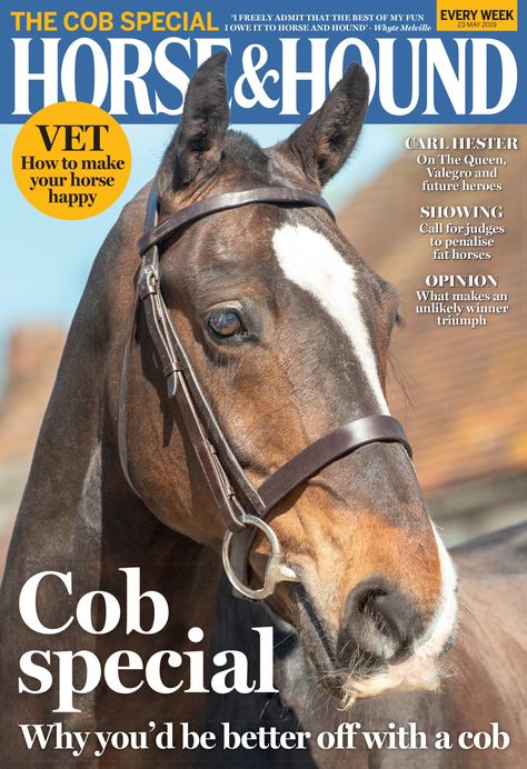 This week's magazine is The Cob Special in which we celebrate this wonderful and typically very versatile characters. Find out more about what else is inside at https://www.horseandhound.co.uk/publication/horse-and-hound-magazine/horse-hound-23-may-2019 Fat Horse, Horse Magazine, Show Jumping Horses, Sport Magazine, Vet Clinics, Business Magazine, Horses For Sale, Horse Care, Show Jumping