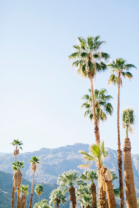 Palms <3 Modernism Week Palm Springs, Magic Places, Infinity Pools, Spring Trip, Usa Travel Destinations, California Dreaming, To Infinity And Beyond, Photo Diary, Venice Beach