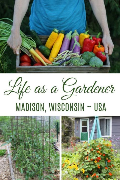 Wisconsin Gardening, Tree Oil Benefits, Tea Tree Oil Benefits, Garden Ideas Vegetable, Thriving Home, Beginner Gardening, Pole Beans, Growing Veggies, Landscape Images