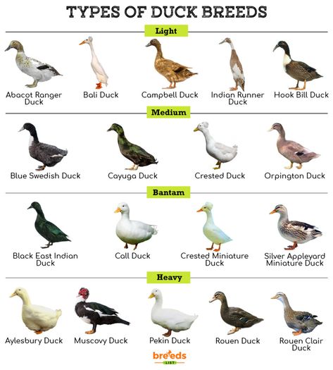 Duck Care 101, Duck Pond Ideas, Duck Breeds Chart, Candling Duck Eggs Chart, Duck Identification, Types Of Ducks, Dual Purpose Duck Breeds, Pekin Duck, Duck Breeds