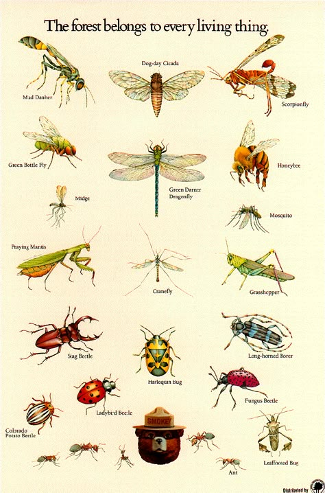 Insect identification poster from the U.S. Forestry Service. Insect activity, Apologia Flying Creatures, #homeschool Insect Activity, Insect Poster, Insect Identification, Insect Activities, Flying Creatures, Smokey The Bears, Beautiful Bugs, Insect Art, Creepy Crawlies