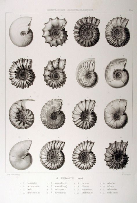 ammonites Scientific Illustration, Arte Inspo, Nautilus, Rocks And Minerals, Botanical Illustration, Sacred Geometry, Natural History, Sea Creatures, Sea Life