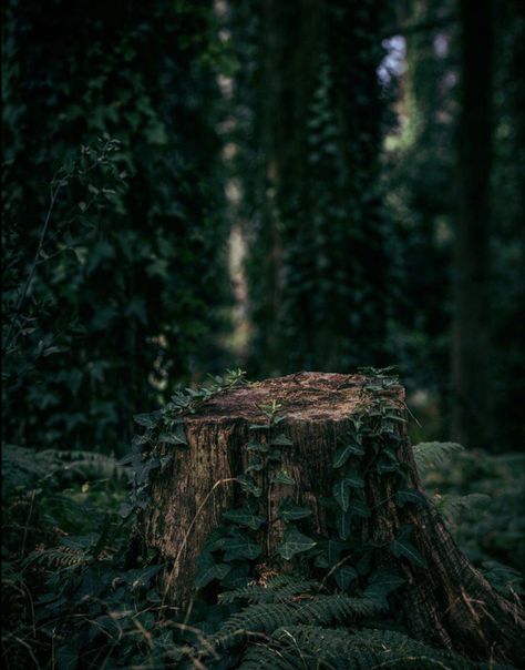 Dark Woods Wallpapers, Tamara Aesthetic Core, Mossy Green Aesthetic, Chelseacore Aesthetic, Green Royalty Aesthetic, Moss Aesthetic, Dark Naturalism, Dark Forest Aesthetic, Aspiring Author