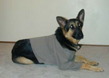 How to Make a Dog Sweatshirt Diy Dog Coat From Sweatshirt, Diy Dog Sweater No Sew, Bailey Chair For Dogs, Big Dog Sweaters, Diy Dog Sweater, Large Dog Sweaters, Old Sweatshirt, Dog Games, Dog Jumpers