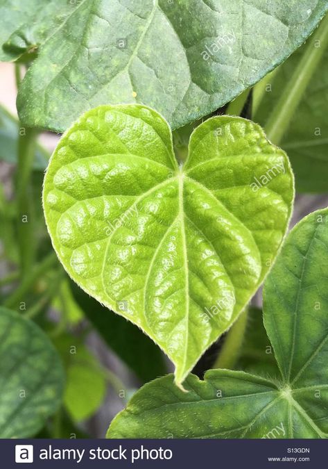 Download this stock image: Heart-shaped Morning Glory Leaf - S13GDN from Alamy's library of millions of high resolution stock photos, illustrations and vectors. Leaves In Watercolor, Drawing Leaves, Images To Paint, Hand Painted Cards, Natures Bounty, Conifers Garden, Nature Reference, Leaves Photo, Ink And Wash