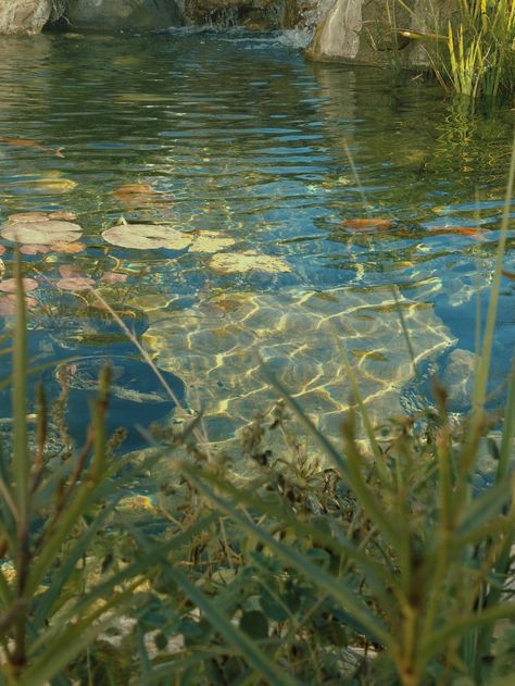 ~°• Shimmering Koi Fish Pond •°~ Koi Fish Pond, Online Quiz, Fish Pond, The Pond, Increase Sales, What Type, Water Lilies, Koi Fish, Lily Pads