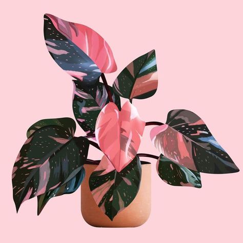 Pink Philodendron, Bottle Green Colour, Pink Plant, Giveaway Winner, Plant Aesthetic, Plant Painting, Simple Green, Dusky Pink, Painted Leaves