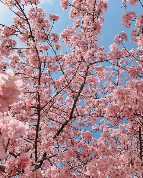 Cherry Blossom Pictures, Cherry Blooms, Japan Cherry Blossom, Cherry Blossom Wallpaper, Cherry Blossom Japan, Japan Holidays, Sunny Sky, Iconic Wallpaper, Cherry Blossom Festival