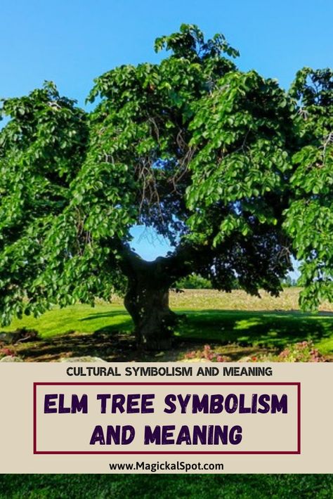 Learn more about Elm Tree Symbolism and Spiritual Meaning. I've also included its symbolism in different cultures and a birth date symbolism. Enjoy! #elmtree #elmsymbolism #elmmeaning Elm Tree Drawing, Elm Tree Tattoo, Tree Symbolism, Tree Meanings, Tree Tattoo Meaning, Reading Fair, Tree Hugging, Magickal Herbs, Elm Tree