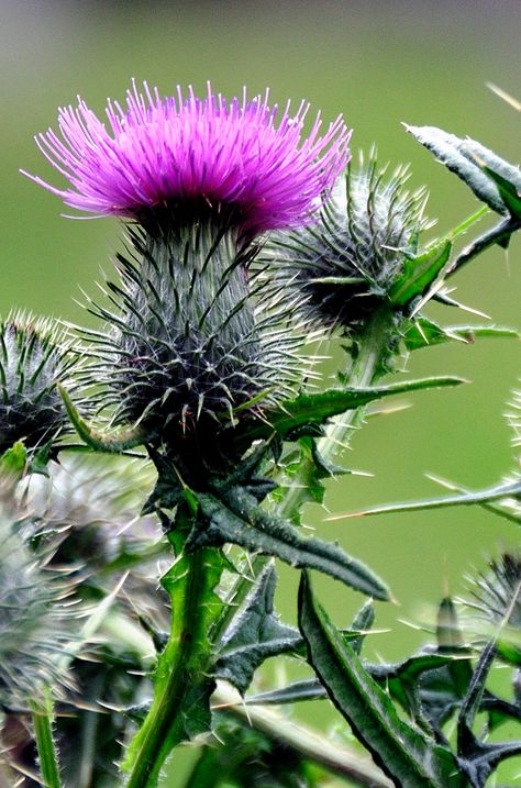 Wild Thistle Flower | A walk through the local cemetery with… | Flickr Wild Thistle, Thistle Scotland, Thistles Art, Scottish Flowers, Purple Thistle, Thistle Flower, Scottish Thistle, Milk Thistle, Cactus Y Suculentas