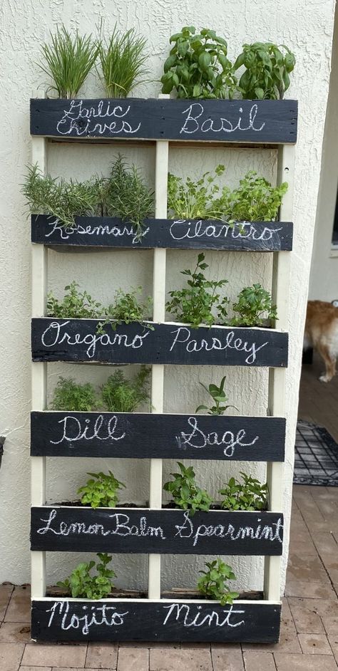 Herb Shelf Kitchen, Vertical Vegetable Gardens Diy, Vertical Herb Garden Indoor, Indoor Herb Garden Wall, Living Herb Wall, Herb Garden Indoor, Herb Garden Wall, Herb Garden Pallet, Spice Garden