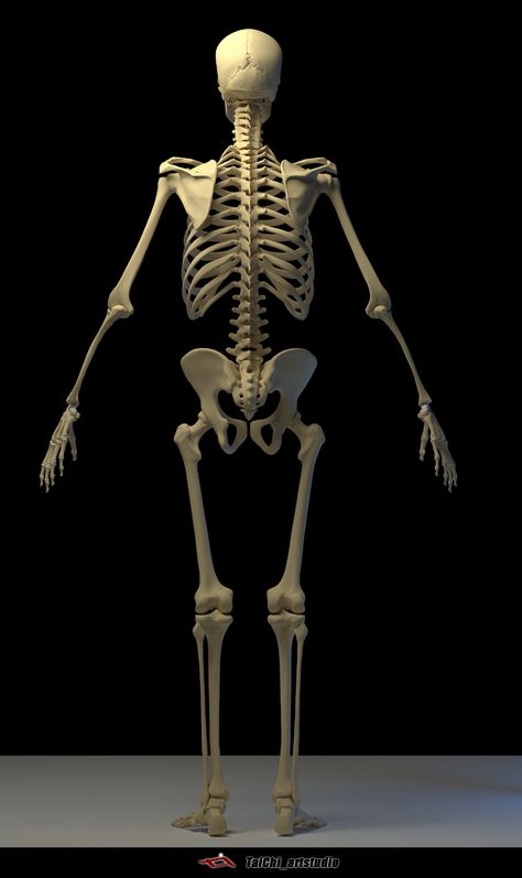 ArtStation - Human skeleton, Tai ji Skeleton Back View, Human Body Skeleton, Skeleton Back, Body Skeleton, Human Skeleton Anatomy, Male Body Drawing, Human Anatomy Reference, Human Anatomy For Artists, Anatomy Bones