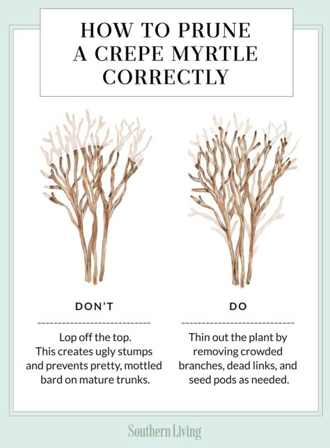 How To Prune A Crepe Myrtle Correctly Trimming Crepe Myrtles, Pruning Crepe Myrtles, Crepe Myrtle Bush, Crepe Myrtle Landscaping, Crepe Myrtle Trees, Crepe Myrtles, Myrtle Tree, Past Mistakes, Crepe Myrtle