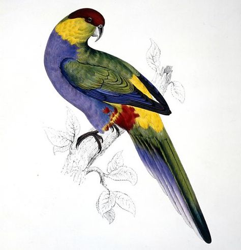 BBC Radio 4 - Natural Histories, Parrots - Who’s a clever boy then? Tropical Mural, Botany Illustration, Bird Painting Acrylic, Vintage Bird Illustration, Photo Sculpture, Vintage Parrot, Parrots Art, Flamingo Tropical, Bird Illustrations