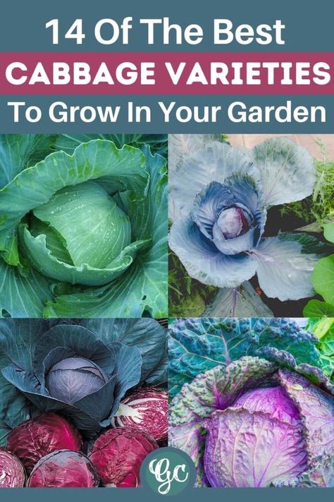 Growing Cabbage, Cabbage Varieties, Types Of Cabbage, Cabbage Head, Victory Garden, Napa Cabbage, Cabbages, Different Fruits, Tea Garden