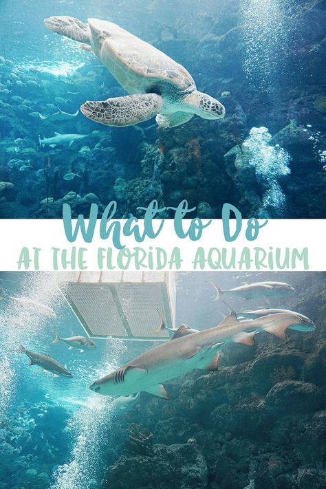 Tampa Aquarium, Things To Do In Tampa, Florida Activities, Florida Aquarium, Tampa Bay Florida, Florida Adventures, Dolphin Art, Things To Do In Florida, Airport Design