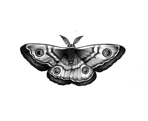 Moth Tattoo Tramp Stamp, Shaded Moth Tattoo, Moth Design Tattoo, Moth Tattoo Realistic, Emperor Moth Tattoo, Moth Tattoo Men, Tattoo Ideas Moth, Butterfly Tattoo Back, Shading Tattoo