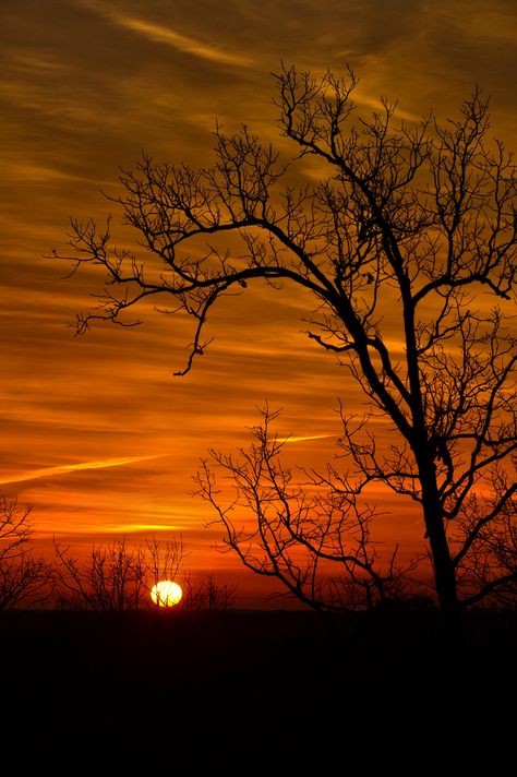 Explore 3/24/2014 Thank you. Bare Trees, Fine Photography, Red Sunset, Airbrush Art, Gorgeous Sunset, Amazing Sunsets, Sunset Wallpaper, Beautiful Sights, Beautiful Sunrise