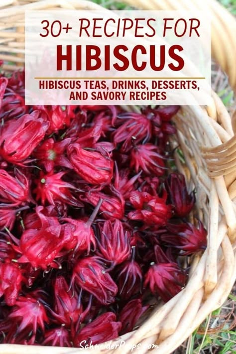 Edible Hibiscus Flower, Fresh Hibiscus Flower Tea, Vegan Hibiscus Recipes, Hibiscus Tea From Fresh Flowers, What Is Hibiscus Tea Good For, Hibiscus Flower Recipes Food, Hibiscus Tea Recipes, Herbal Recipes Food, Hibiscus Flower Recipes