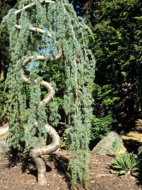 Blue Atlas Cedar, Weeping Form – Identified | Walter Reeves: The Georgia Gardener Atlas Cedar Tree, Weeping Blue Atlas Cedar, Blue Atlas Cedar, Atlas Cedar, Weeping Trees, Conifers Garden, Cedar Tree, Front Landscaping, Patio Garden Design