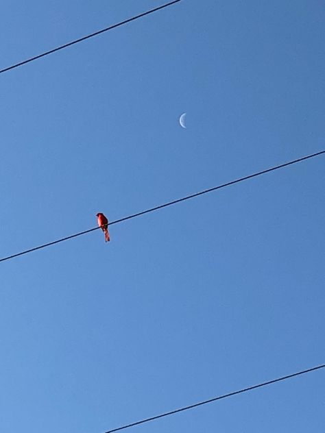 Cloudless skies, red cardinal, and the moon still showing... so calming :) Cardinal Aesthetic, Sun Bleached Flies, Cloudless Sky, Midnight Song, To My Bf, Ap Lang, Rainbow Fairy, Better Than The Movies, Magic Books