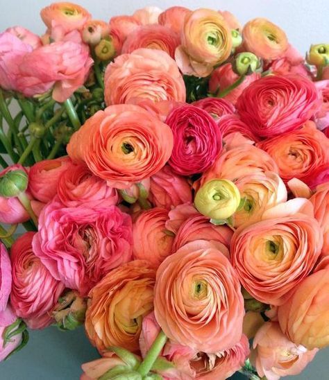 Coral Ranunculus! Deco Floral, Favorite Flowers, Ranunculus, Beautiful Blooms, Orange Flowers, Plants Flowers, Cut Flowers, Love Flowers, Wedding Flower