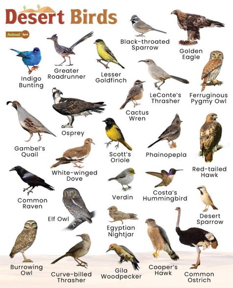 Desert Birds – Facts, List, Pictures Galapagos Islands Animals, Desert Birds, Omnivorous Animals, National Bird Day, Poisonous Animals, Oviparous Animals, Melanistic Animals, Backyard Birds Watching, Animals That Hibernate