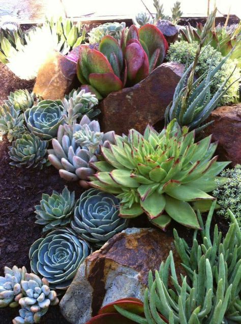 Succulent Garden Outdoor, Cactus Garden Landscaping, Succulent Rock Garden, Succulent Garden Landscape, Succulent Landscape Design, Succulent Garden Design, Succulent Landscaping, Backyard Plants, Rock Garden Design