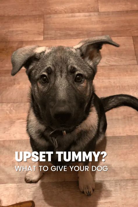 Learn how to handle your puppy's upset stomach with these effective remedies!   Discover the signs of an upset tummy in dogs, including changes in appetite, drinking habits, disorientation, vomiting, and bowel movements.   Find out when it's time to see a vet and when you can try home remedies.   Explore options like a bland diet, sweet potatoes, pumpkin, bone broth, ginger, and plain yogurt to soothe your puppy's tummy. Dog Stomach Ache Remedies, Dog Tummy Ache Remedy, Bland Diet For Dogs With Upset Stomach, Dog Gas Remedy, Pumpkin For Dogs Upset Stomach, Dog Vomit Remedies, Remedies For Throwing Up, Dog Upset Stomach Remedies, What To Feed Dogs