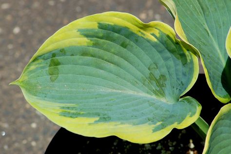 Hosta Frances Williams, Hosta Francee, Hosta Care, Variegated Hosta, Summer Blooming Flowers, Gardening Pictures, Shade Gardening, Hosta Plants, Facebook Cover Photo