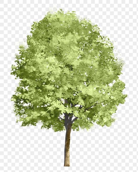 Architecture Visualization Photoshop, Tree Render, Tree Psd, Architectural Trees, Tree Photoshop, Stickers Photos, Tree Collage, Photoshop Png, Photoshop Watercolor