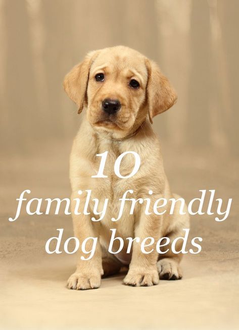 Dogs For Families, Best Family Dog Breeds, Best Family Dog, Best Dogs For Kids, Dog Socialization, Dogs For Kids, Dog Breeds That Dont Shed, Family Dogs Breeds, Dog Infographic