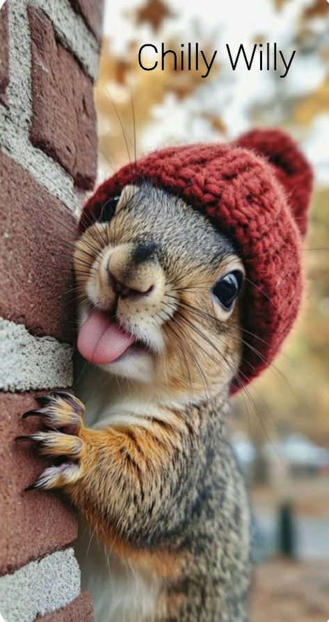 Funny Squirrel Pictures, Squirrel Pictures, Squirrel Art, Squirrel Funny, Draw Together, Cute Animal Clipart, Cute Squirrel, Cute Animals Images, Animal Clipart