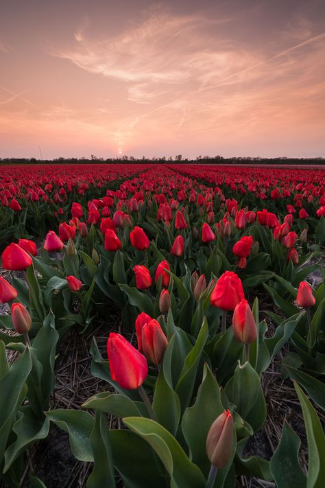 Best Nature Photos, Natural Photo, Red Nature, Nature Photography Flowers, Tulips Garden, Photography Flowers, Pretty Landscapes, Flower Nature, Beautiful Places On Earth