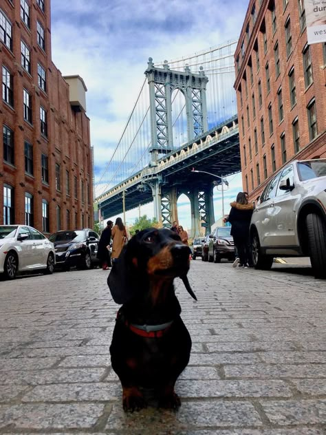 Dog-Friendly New York: Visiting New York City with a Dog - Travelnuity Dogs In New York City, Frenchie Photography, Puppy Kit, New York Dog, Dog City, Visiting New York City, Apartment Pet, Urban Dog, New York Penthouse