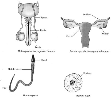 Reproduction in Animals Class 8 Notes Science Chapter 9 Reproduction In Animals Notes, Class 8 Science Notes, Class 8 Notes, Reproduction In Animals, Types Of Asexual Reproduction, Notes Science, Asexual Reproduction, Oviparous Animals, Science Drawing