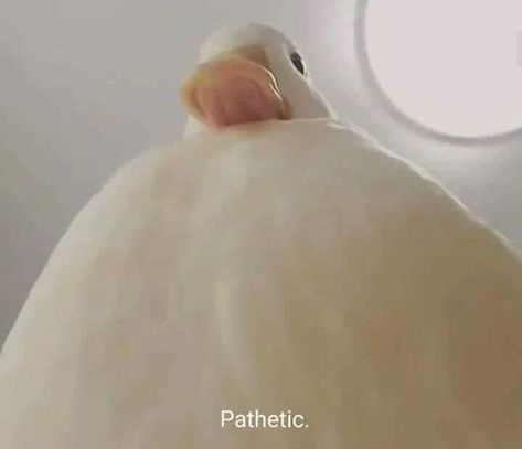 White goose looking down saying "Pathetic" funny reaction White Goose, Funny Reaction, Reaction Images, Reaction Memes, Reaction Pics, Reaction Pictures, Ducks, Funny Things, Funny Animals