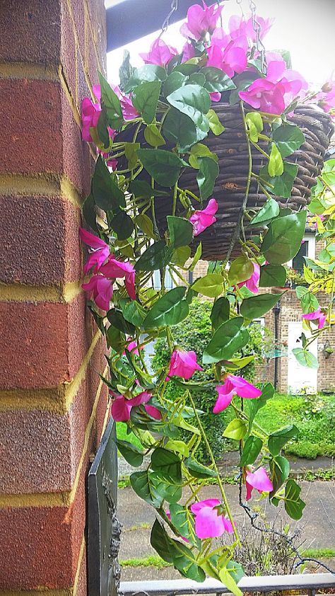 Beautiful Bougainvillea hanging basket created by Maggie Coombe Bougainvillea Hanging Basket, Hanging Bougainvillea, Texas Landscaping, Hanging Pots, Bougainvillea, Hanging Basket, Hanging Baskets, Hanging Plants, Landscaping