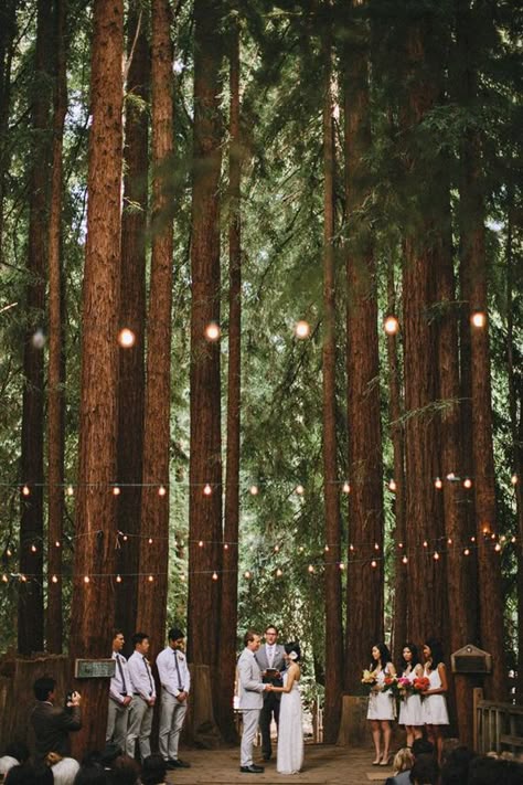 unusual forest wedding ceremony surrounded by pine trees Woodland Wedding Dress, Redwood Forest Wedding, Forest Wedding Ceremony, Woodland Wedding Decorations, Unusual Wedding Venues, Forest Wedding Venue, Fall Green, Unusual Weddings, Enchanted Forest Wedding