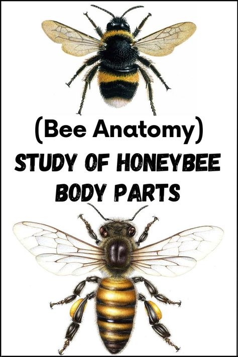 Bee Anatomy – Study of Honeybee Body Parts Bee Anatomy Illustration, Honey Bee Anatomy, Bee Reference, Bee Diagram, Butterfly Unit Study, Bee Anatomy, Drone Bee, Different Bees, All About Bees